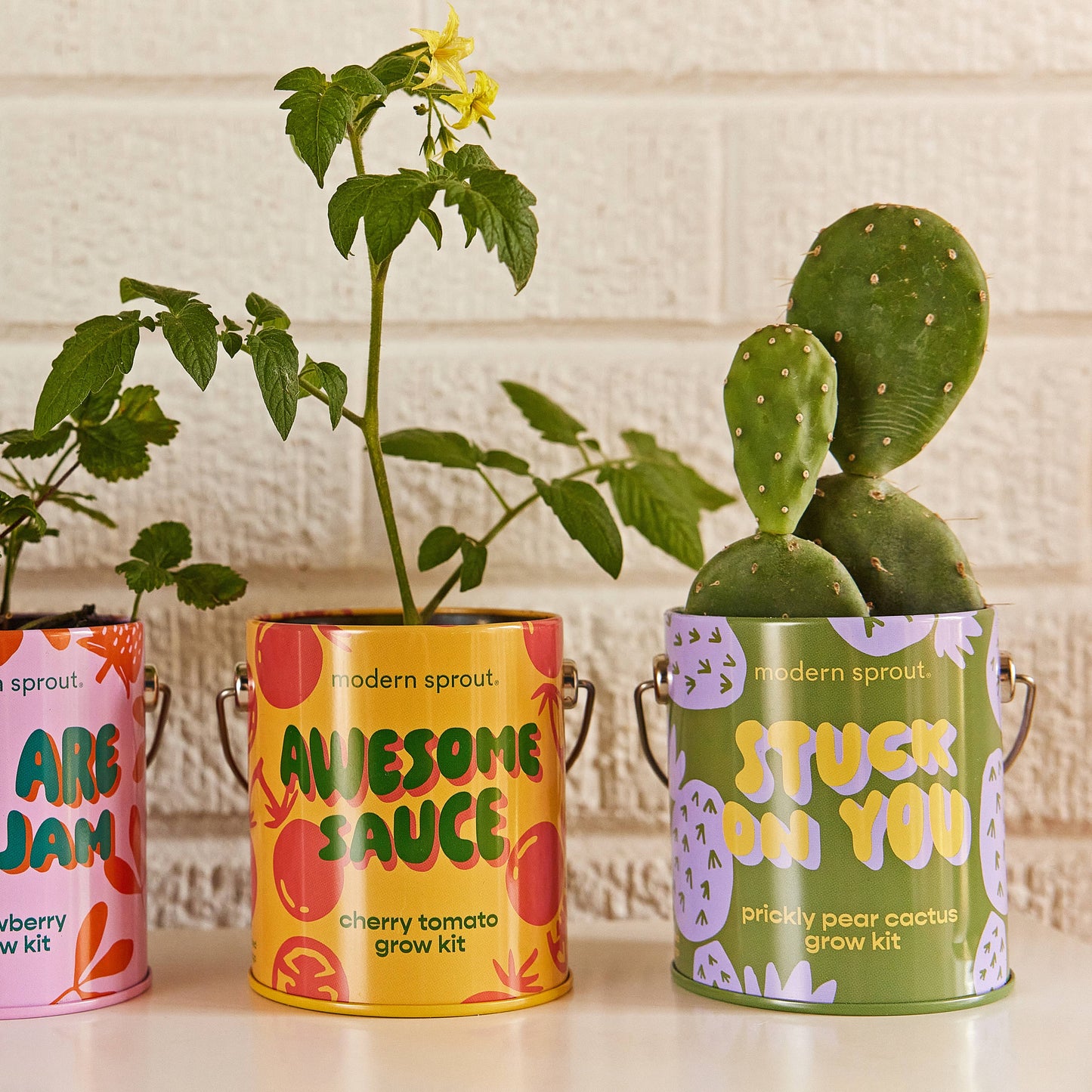 Complimentary Color Grow Kits: Stuck on You