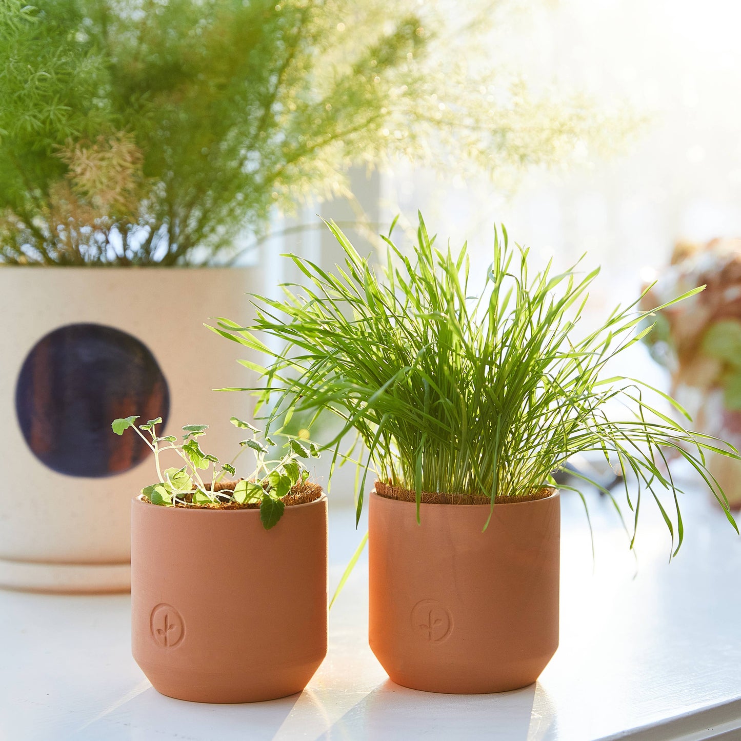 Tiny Terracotta Pet Grow Kits: Good Dog Greens