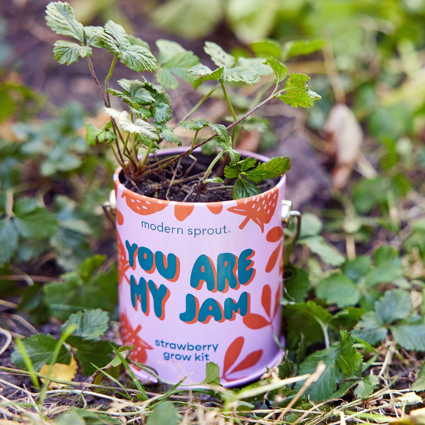 Complimentary Color Grow Kits: You are My Jam