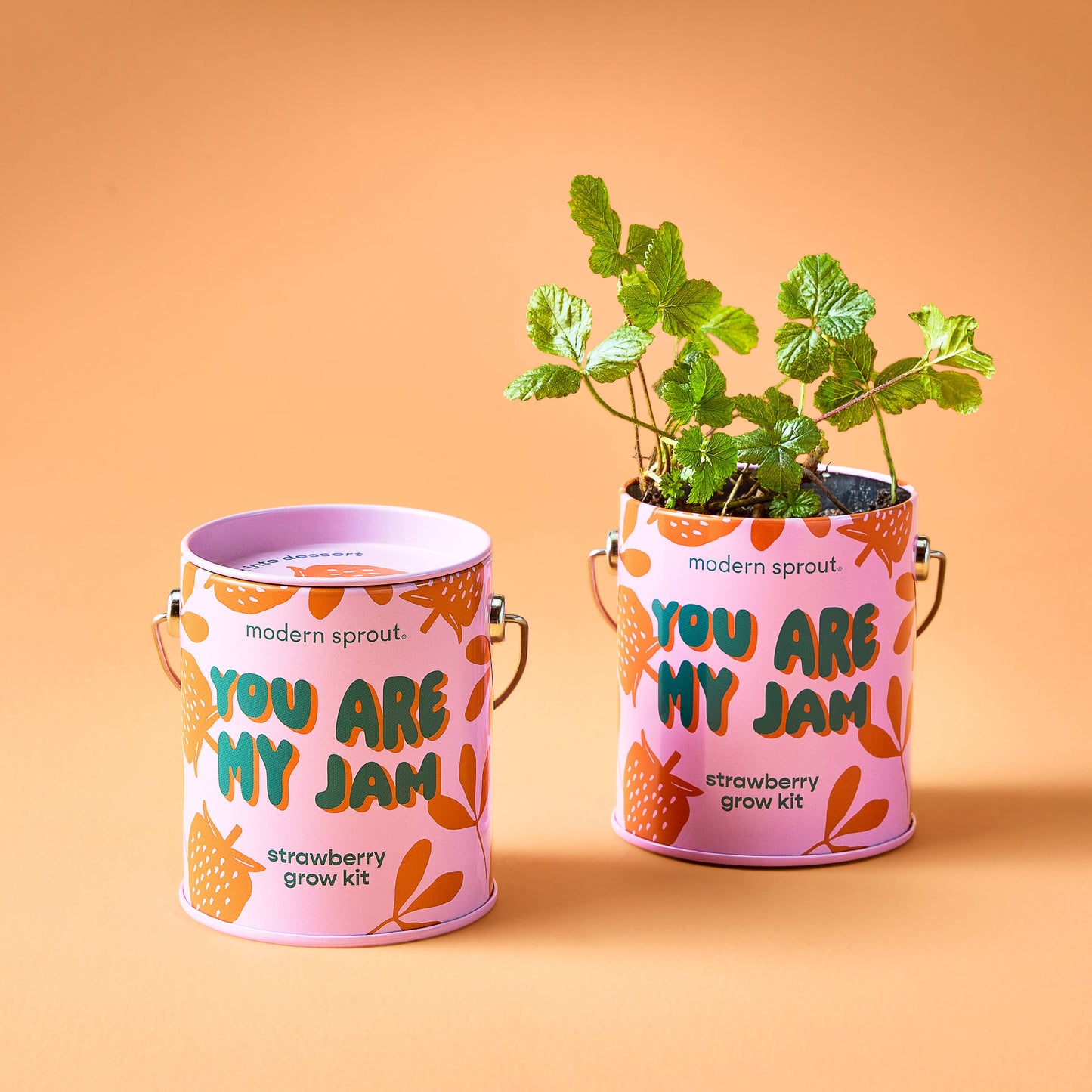 Complimentary Color Grow Kits: Stuck on You